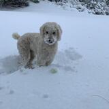 Entry image for Bailey