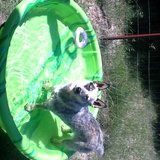 Entry image for Bonnie