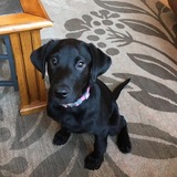 Entry image for Bonnie