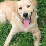 Entry image for Bosco