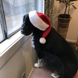 Entry image for Cody 