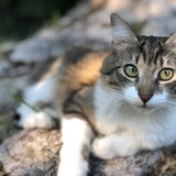 Entry image for Lucy