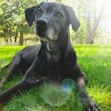 Entry image for Daisy