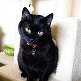 Entry image for Sprite