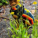 Entry image for Marley Baba