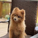 Entry image for Rusty