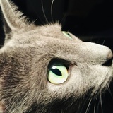 Entry image for Erie Appleton 