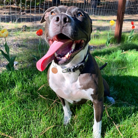 Entry image for Ziggy. Clicking this image will show a larger photo