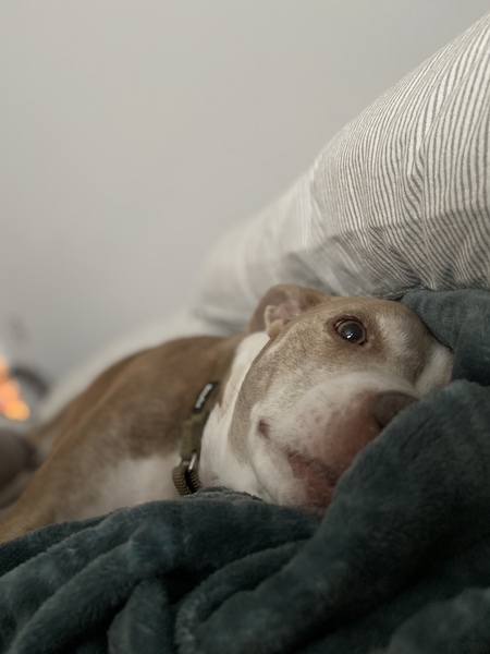 Entry image for Bubba. Clicking this image will show a larger photo