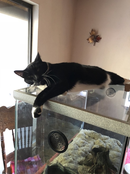 Entry image for Sir Barrington and Ricola . Clicking this image will show a larger photo