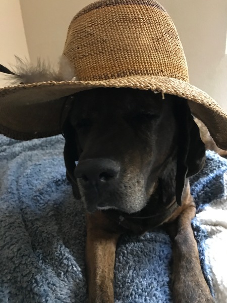 Entry image for Sadie. Clicking this image will show a larger photo