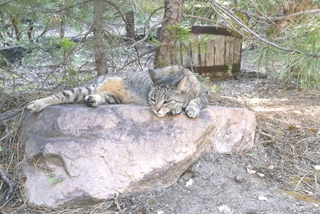 Entry image for Spirit. Clicking this image will show a larger photo