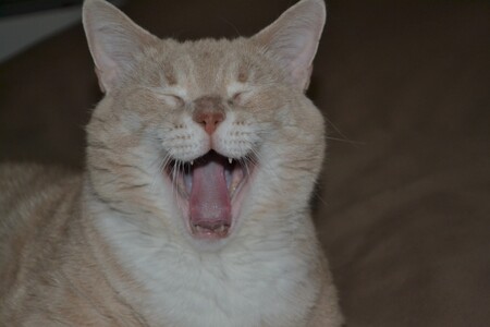 Entry image for Tater. Clicking this image will show a larger photo