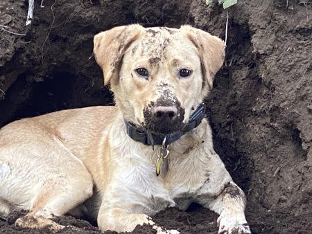 Entry image for Jack. Clicking this image will show a larger photo