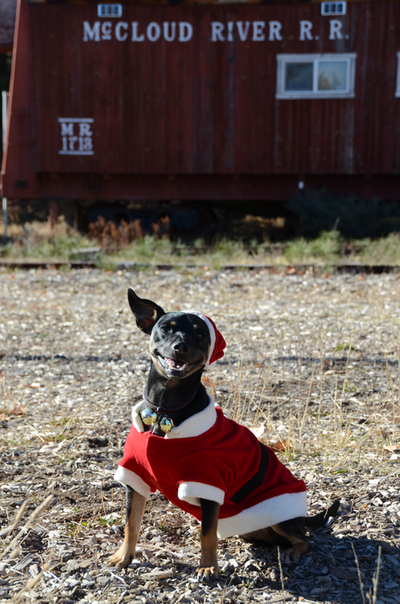 Entry image for Duke. Clicking this image will show a larger photo