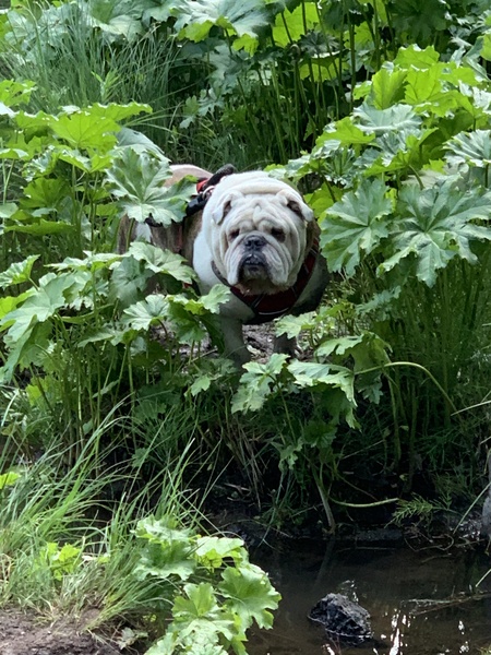 Entry image for Zeus. Clicking this image will show a larger photo