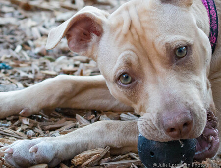 Entry image for Chloe. Clicking this image will show a larger photo