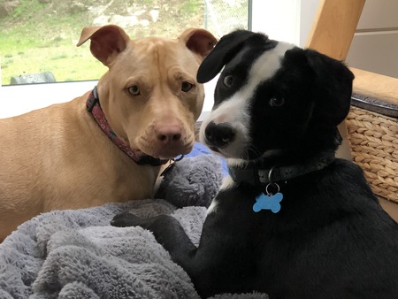 Entry image for Chloe and Pepe. Clicking this image will show a larger photo