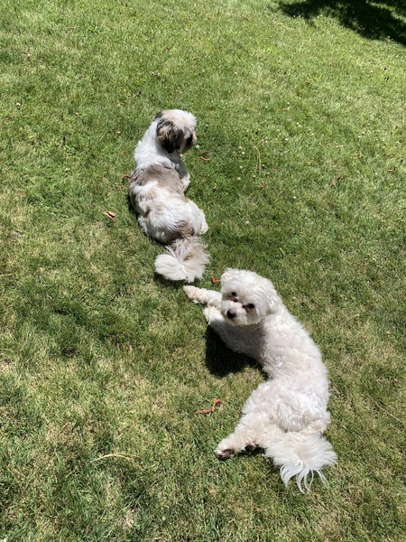 Entry image for Loki and Storm. Clicking this image will show a larger photo