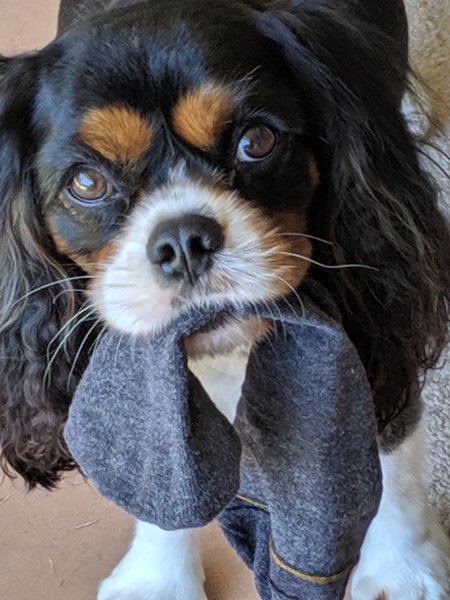 Entry image for Cedric Diggory. Clicking this image will show a larger photo