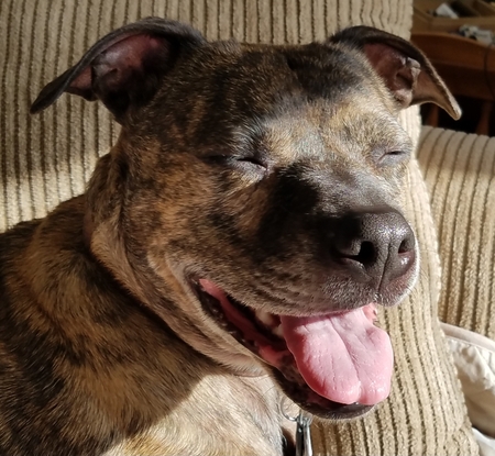 Entry image for Mocha. Clicking this image will show a larger photo