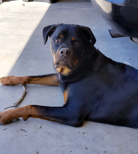 Entry image for Gunner. Clicking this image will show a larger photo