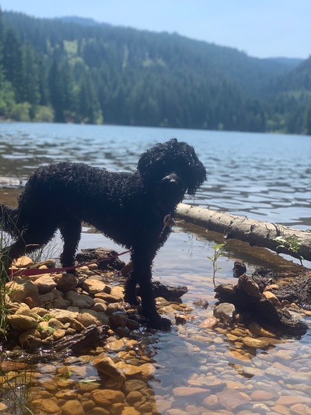 Entry image for Shasta . Clicking this image will show a larger photo