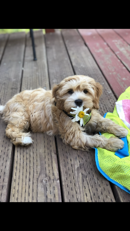 Entry image for Tiki. Clicking this image will show a larger photo