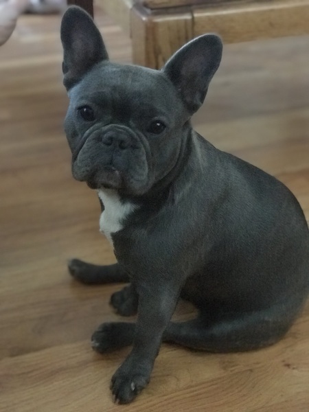 Entry image for Mabel Blue. Clicking this image will show a larger photo