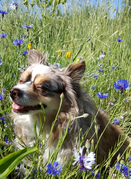 Entry image for Maisy. Clicking this image will show a larger photo