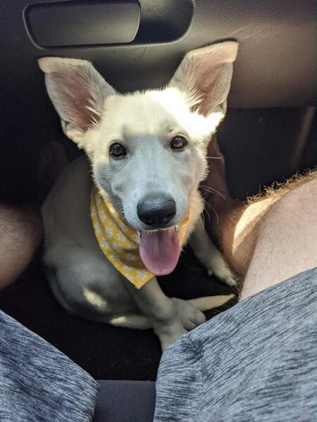 Entry image for Mochi. Clicking this image will show a larger photo