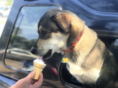 Entry image for Toby. Clicking this image will show a larger photo