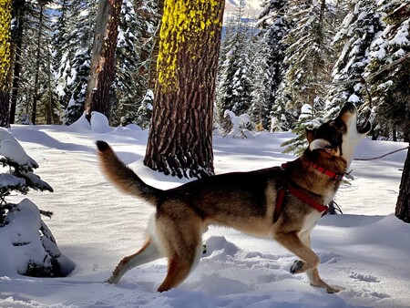 Entry image for Toby. Clicking this image will show a larger photo