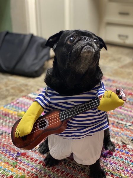 Entry image for Kender. Clicking this image will show a larger photo