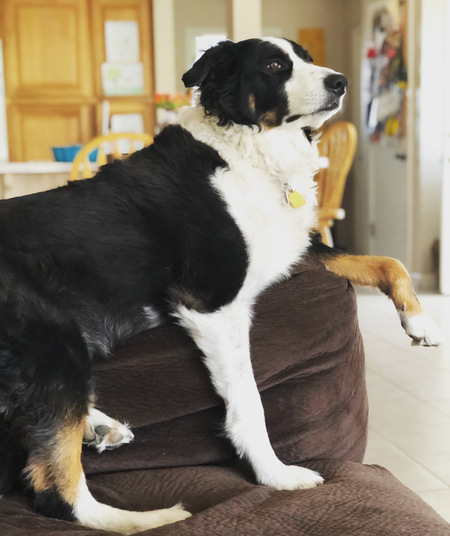 Entry image for Thor . Clicking this image will show a larger photo