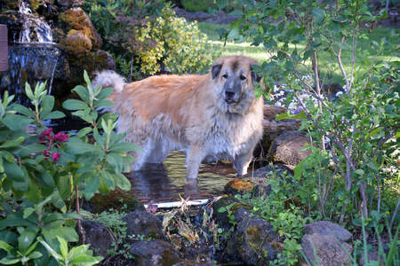 Entry image for Bidwell. Clicking this image will show a larger photo