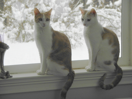 Entry image for Bert & Ernie. Clicking this image will show a larger photo