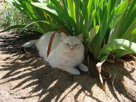 Entry image for Sebastian . Clicking this image will show a larger photo