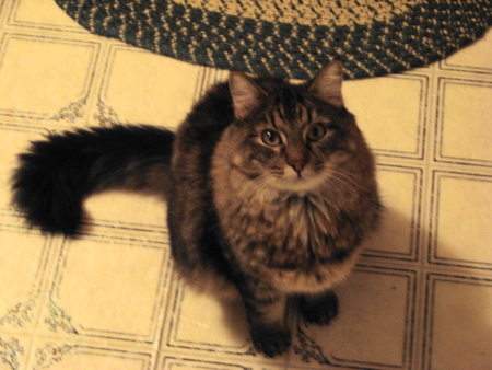 Entry image for Hershey. Clicking this image will show a larger photo