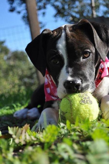 Entry image for Little J. Clicking this image will show a larger photo