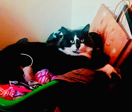 Entry image for Mittens. Clicking this image will show a larger photo