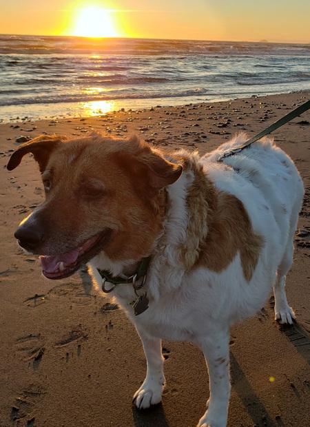 Entry image for Seamus. Clicking this image will show a larger photo