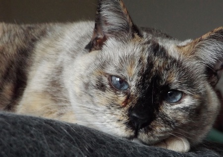 Entry image for Rikka. Clicking this image will show a larger photo