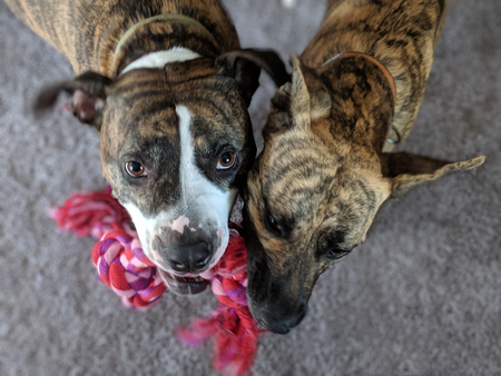 Entry image for Kade & Paego. Clicking this image will show a larger photo