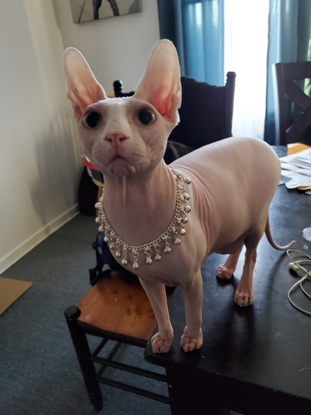 Entry image for Noodle. Clicking this image will show a larger photo