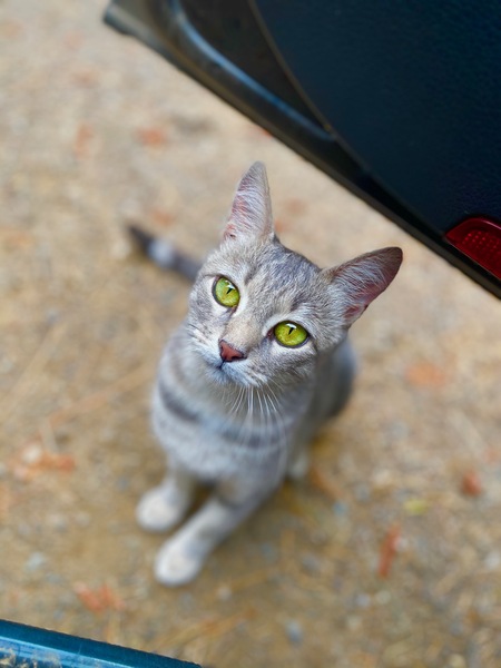 Entry image for Stormie . Clicking this image will show a larger photo