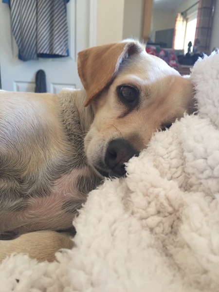 Entry image for Pickle. Clicking this image will show a larger photo