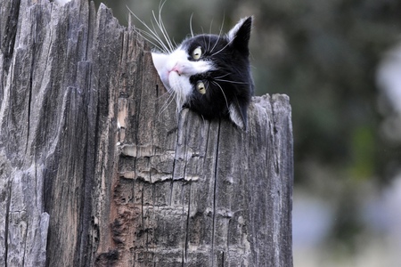 Entry image for Duke Ellington. Clicking this image will show a larger photo