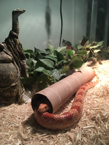 Entry image for Ricola. Clicking this image will show a larger photo