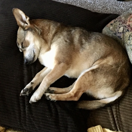 Entry image for Charlie. Clicking this image will show a larger photo